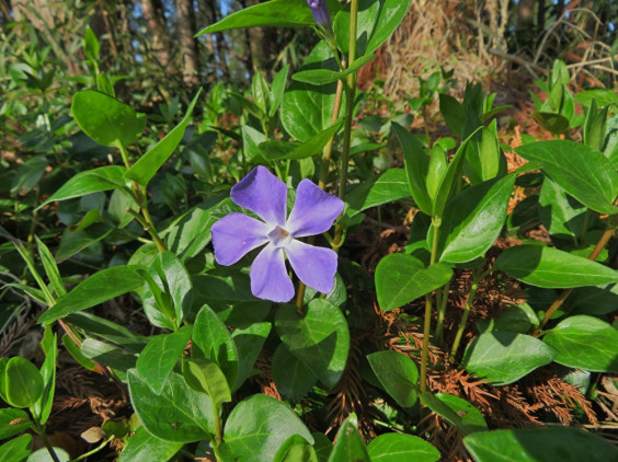 道端で見つけた紫色の可愛い花 ツルニチニチソウ ちびこの植物図鑑 身近な草花ブログ