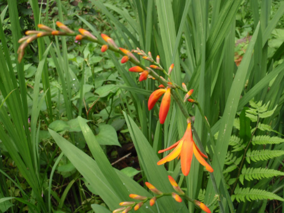 鮮やかな朱色の花 ヒメヒオウギズイセン ちびこの植物図鑑 身近な草花ブログ