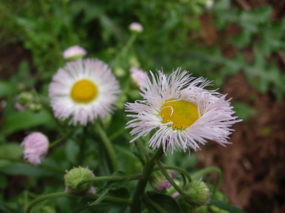 ハルジオンの花が開こうとしています ちびこの植物図鑑 身近な草花