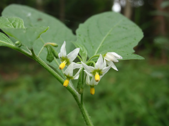 反り返った白い花びら イヌホオズキ ちびこの植物図鑑 身近な草花