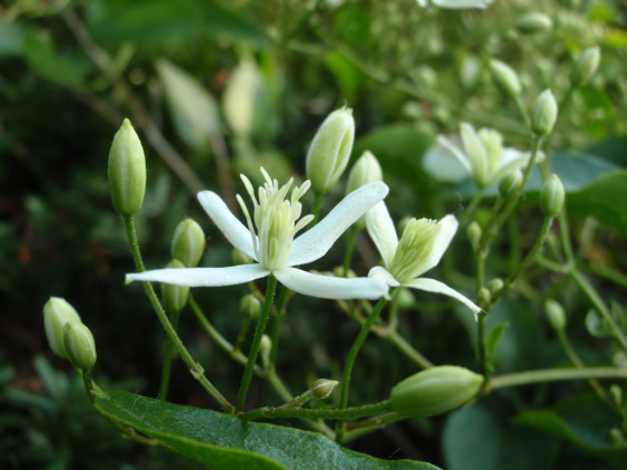 つる性の白い花 センニンソウ ちびこの植物図鑑 身近な草花ブログ