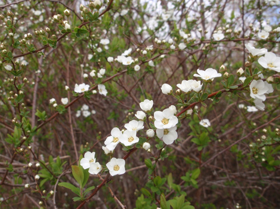 枝一面に咲く白い花 ユキヤナギ ちびこの植物図鑑 身近な草花ブログ