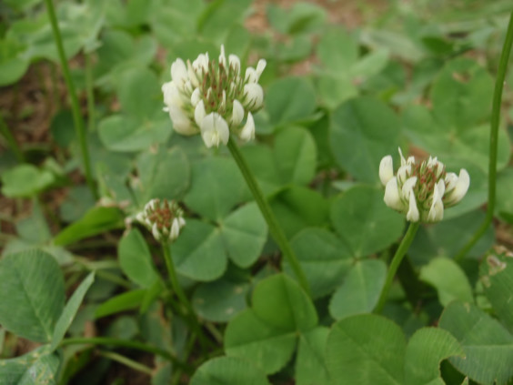 秋に咲くシロツメクサ ちびこの植物図鑑 身近な草花ブログ