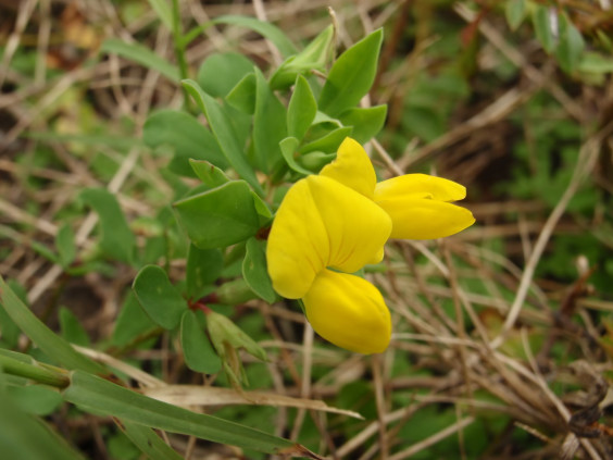 エンドウに似た海辺の花 ミヤコグサ ちびこの植物図鑑 身近な草花