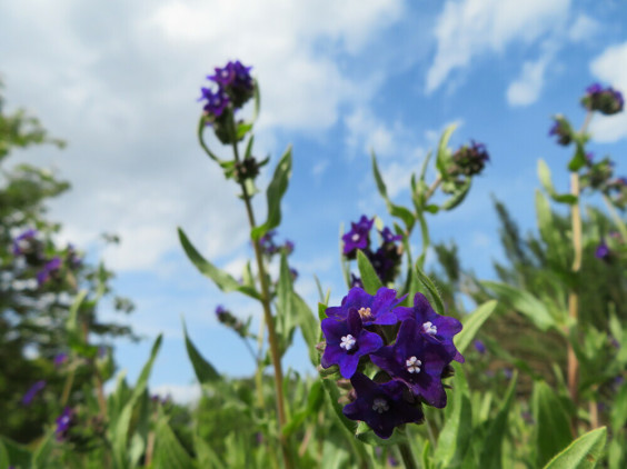 青紫色の小さな花 アルカネット ちびこの植物図鑑 身近な草花ブログ