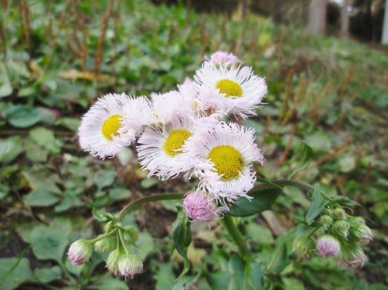 春の野草 ハルジオン が咲いています ちびこの植物図鑑 身近な草花ブログ