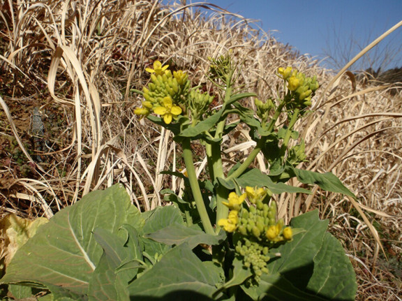 ちびこの植物図鑑 身近な草花ブログ の記事一覧 ページ8