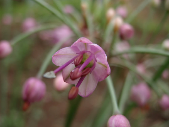 ラッキョウの花が咲いています ちびこの植物図鑑 身近な草花ブログ