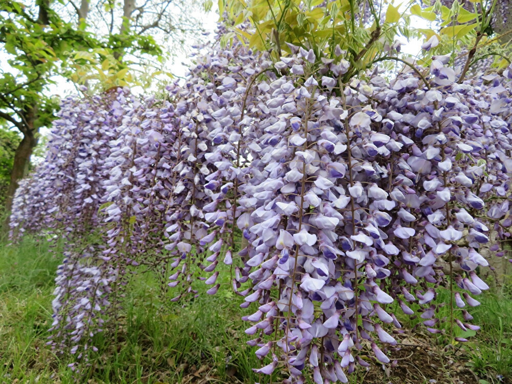 房状に垂れ下がる紫色の花 フジ ちびこの植物図鑑 身近な草花ブログ