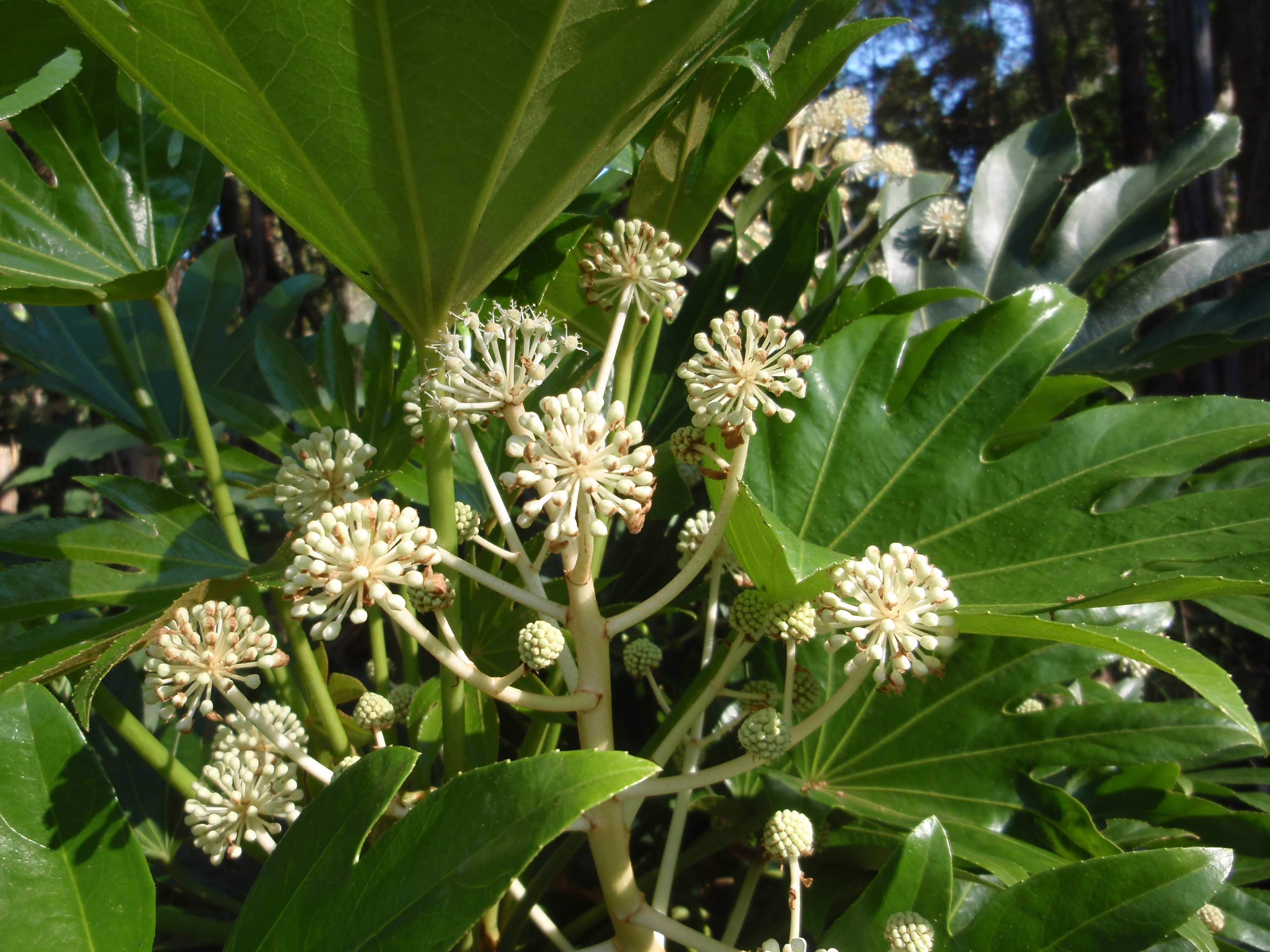 ヤツデの花が咲きだしました ちびこの植物図鑑 身近な草花ブログ