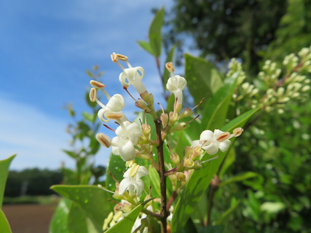 ちびこの植物図鑑 身近な草花ブログ の記事一覧 ページ3