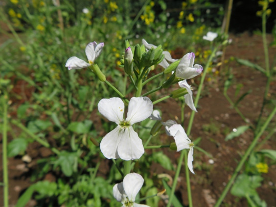 ダイコンの花が咲いています ちびこの植物図鑑 身近な草花ブログ