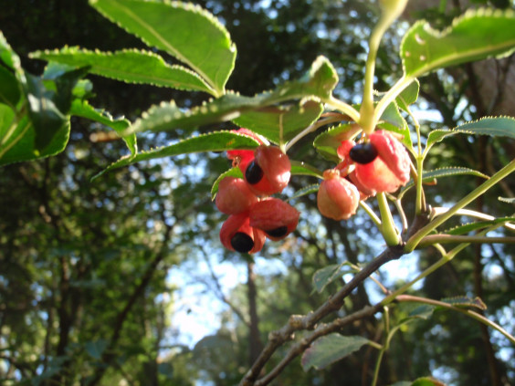ゴンズイの木に赤い実 ちびこの植物図鑑 身近な草花ブログ
