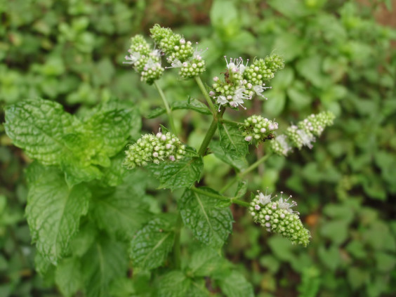 スペアミントに花が咲いています ちびこの植物図鑑 身近な草花ブログ