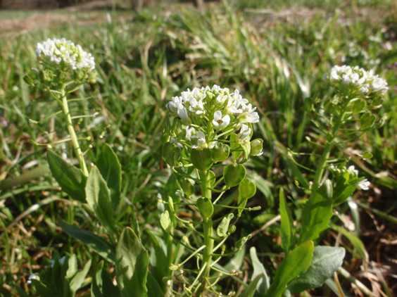 白い花と軍配の形をした実 グンバイナズナ ちびこの植物図鑑 身近な草花ブログ