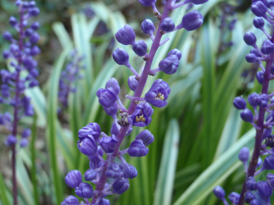 斑入りヤブランが開花 ちびこの植物図鑑 身近な草花ブログ