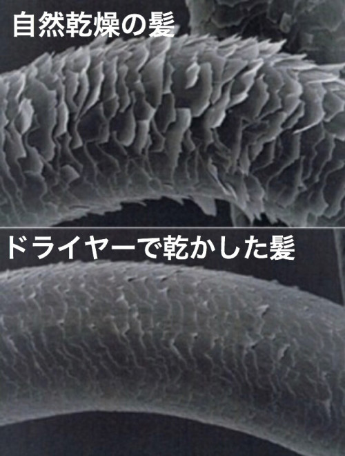髪の毛は乾かした方が良いのか自然乾燥が良いのか Ash 保土ヶ谷店 ブログ 髪の毛は乾かした方が良いのか自然乾燥が良いのか Ash 保土ヶ谷店 ブログ
