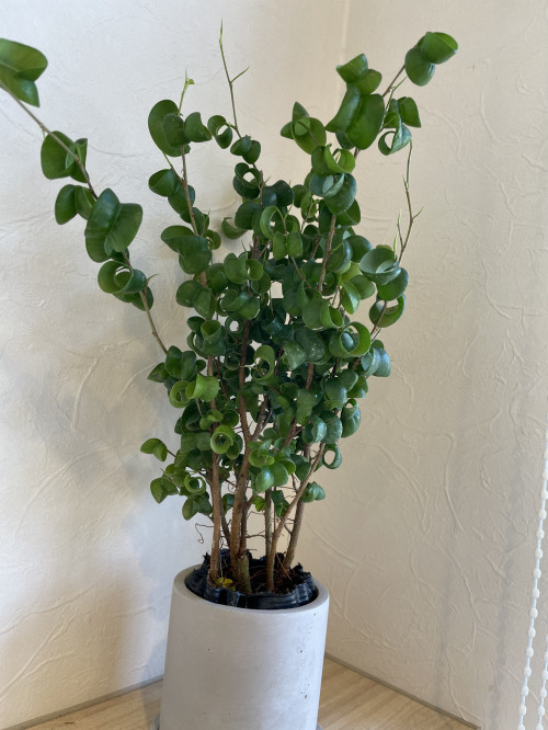 観葉植物 Ash 三ツ境店 ブログ 観葉植物 Ash 三ツ境店 ブログ