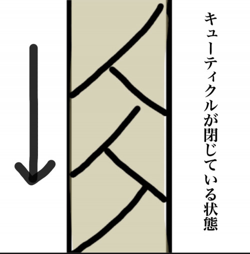 髪をすぐに乾かした方がいい理由 Ash戸塚店 ブログ