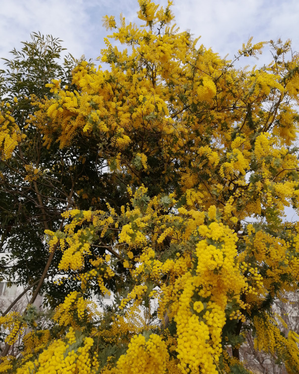 ミモザの花言葉 Chantik