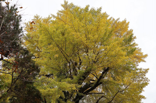 年11月のお寺の掲示板 真宗大谷派雲晴山樂圓寺