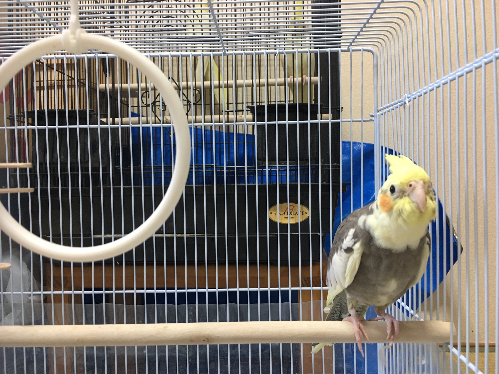 ことり保育園