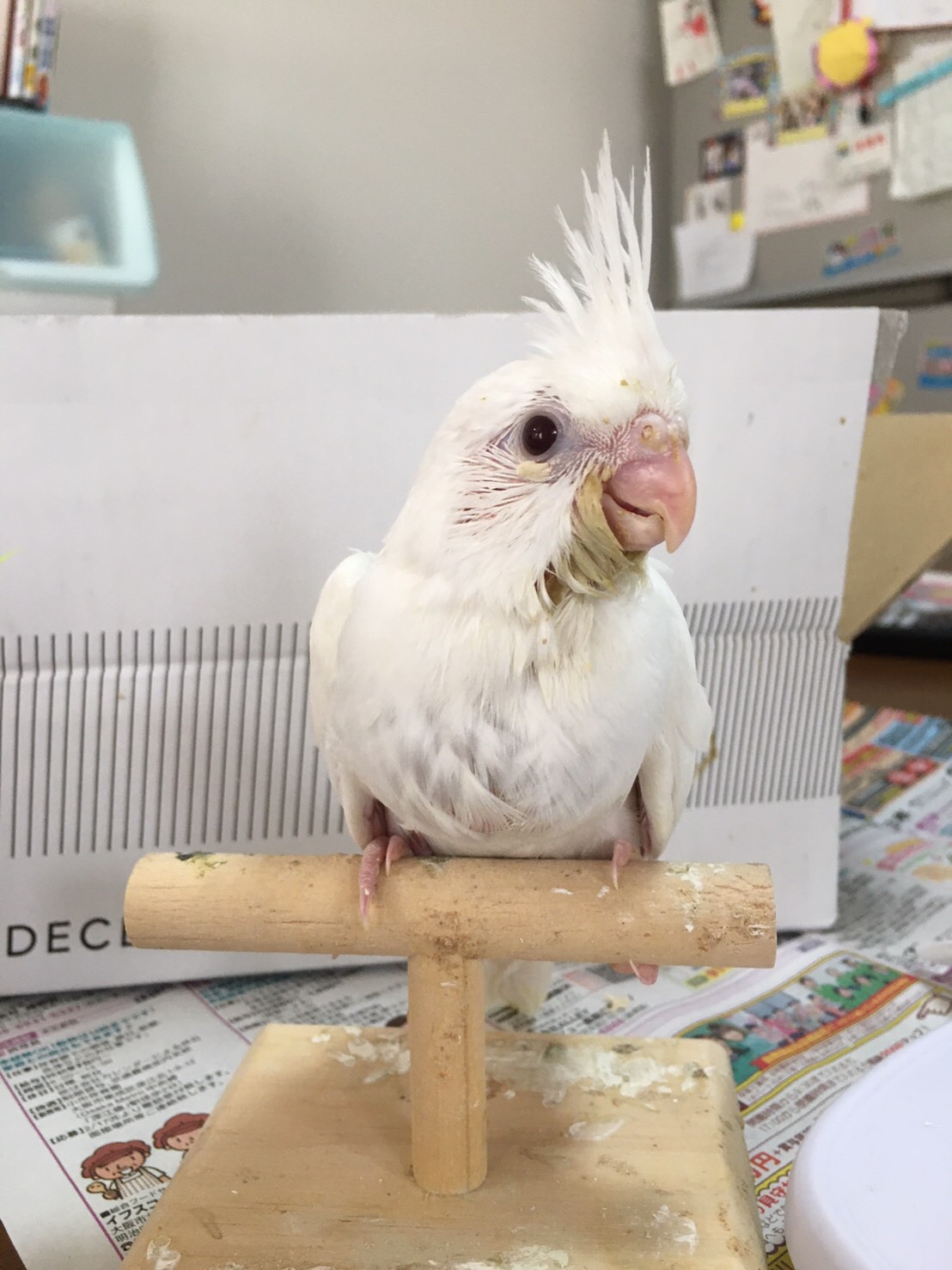 オカメインコ 里親さまがきまりました | ことり保育園