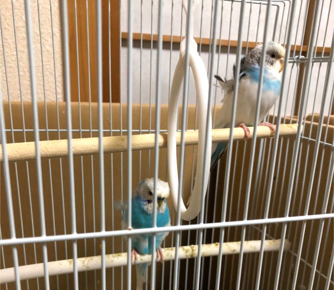 羽衣セキセイインコ お迎え | ことり保育園