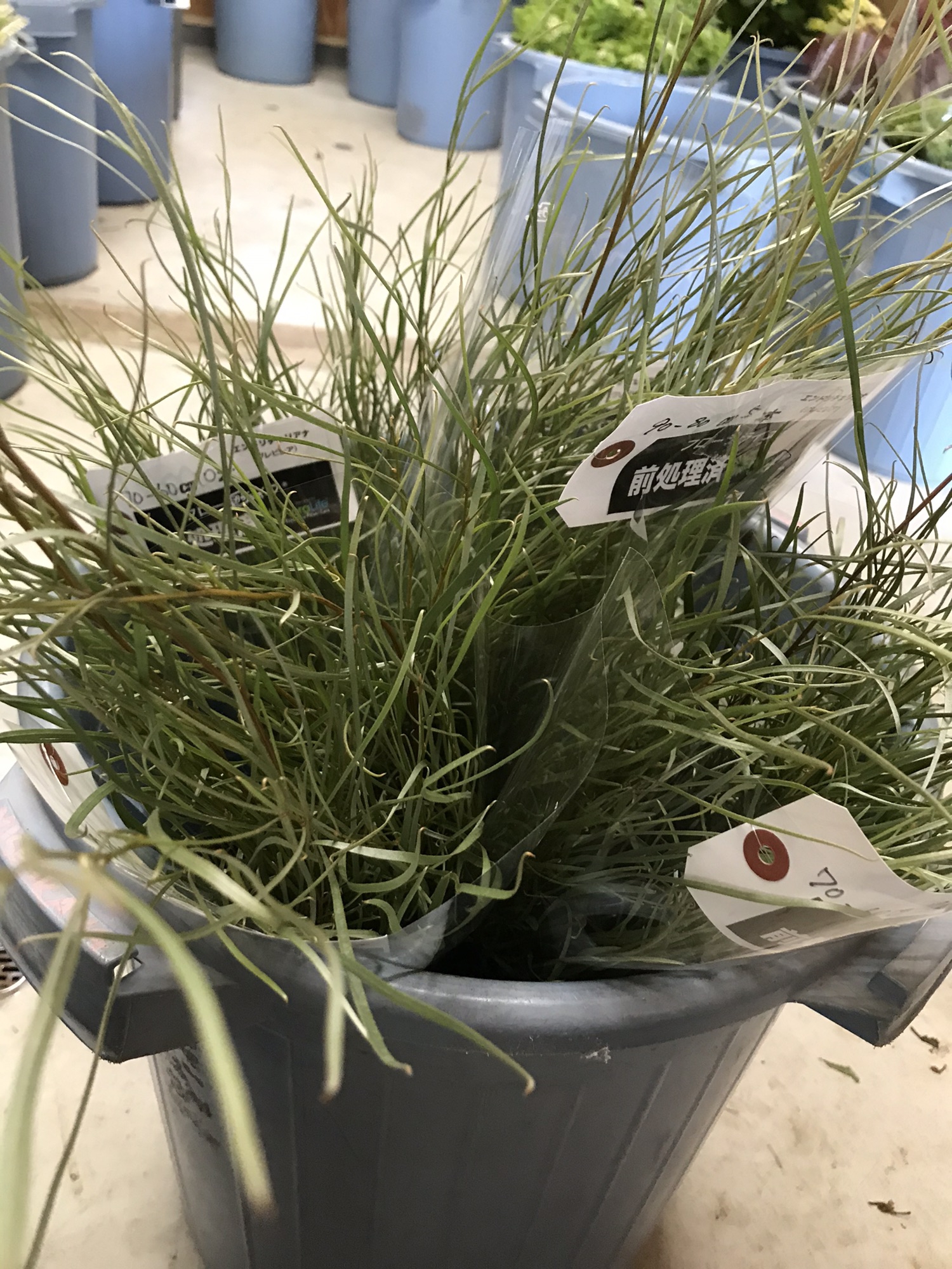 明日の出荷予定 西川太花園