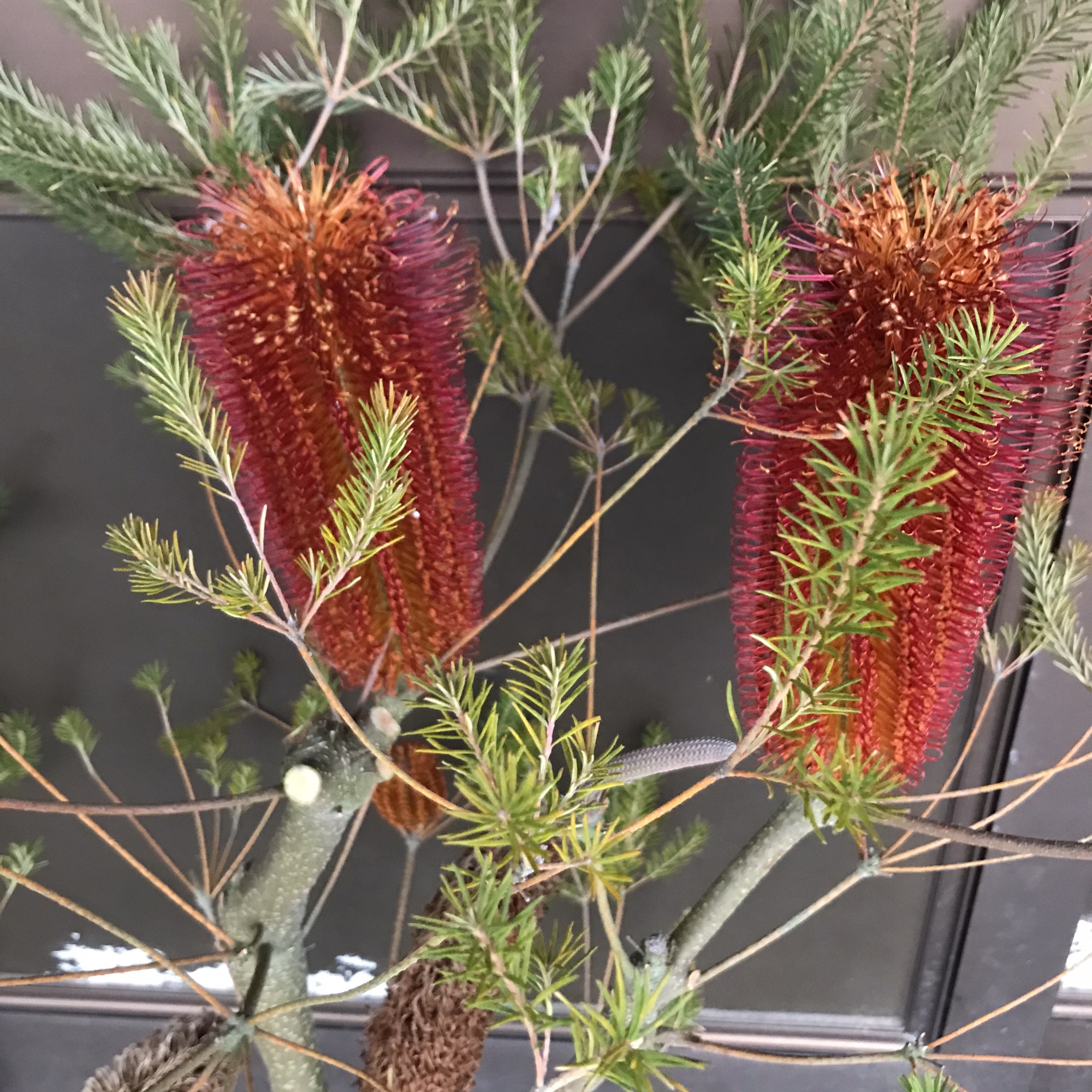 ヒース（バンクシア） | 西川太花園