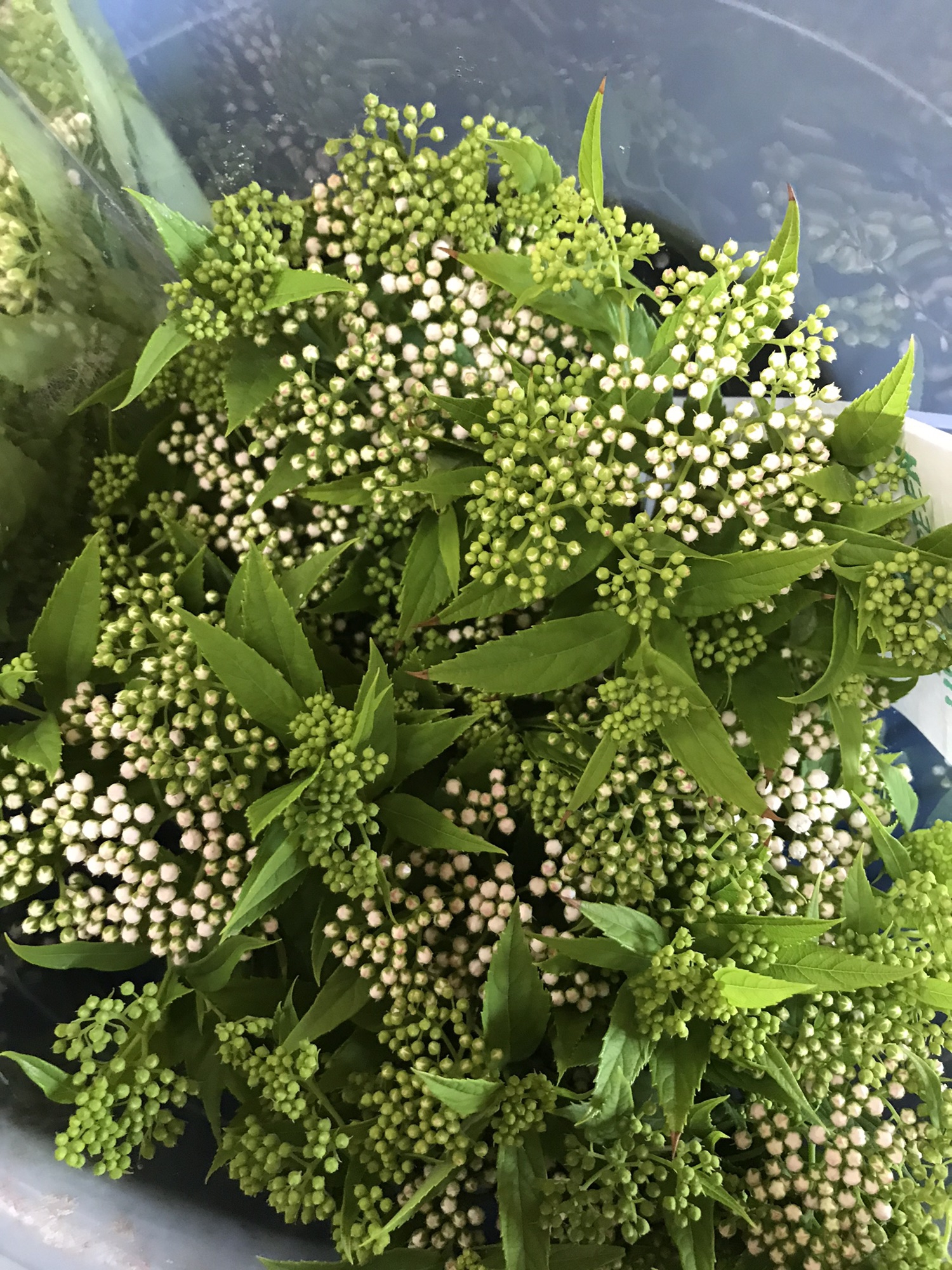 明日の出荷予定  西川太花園