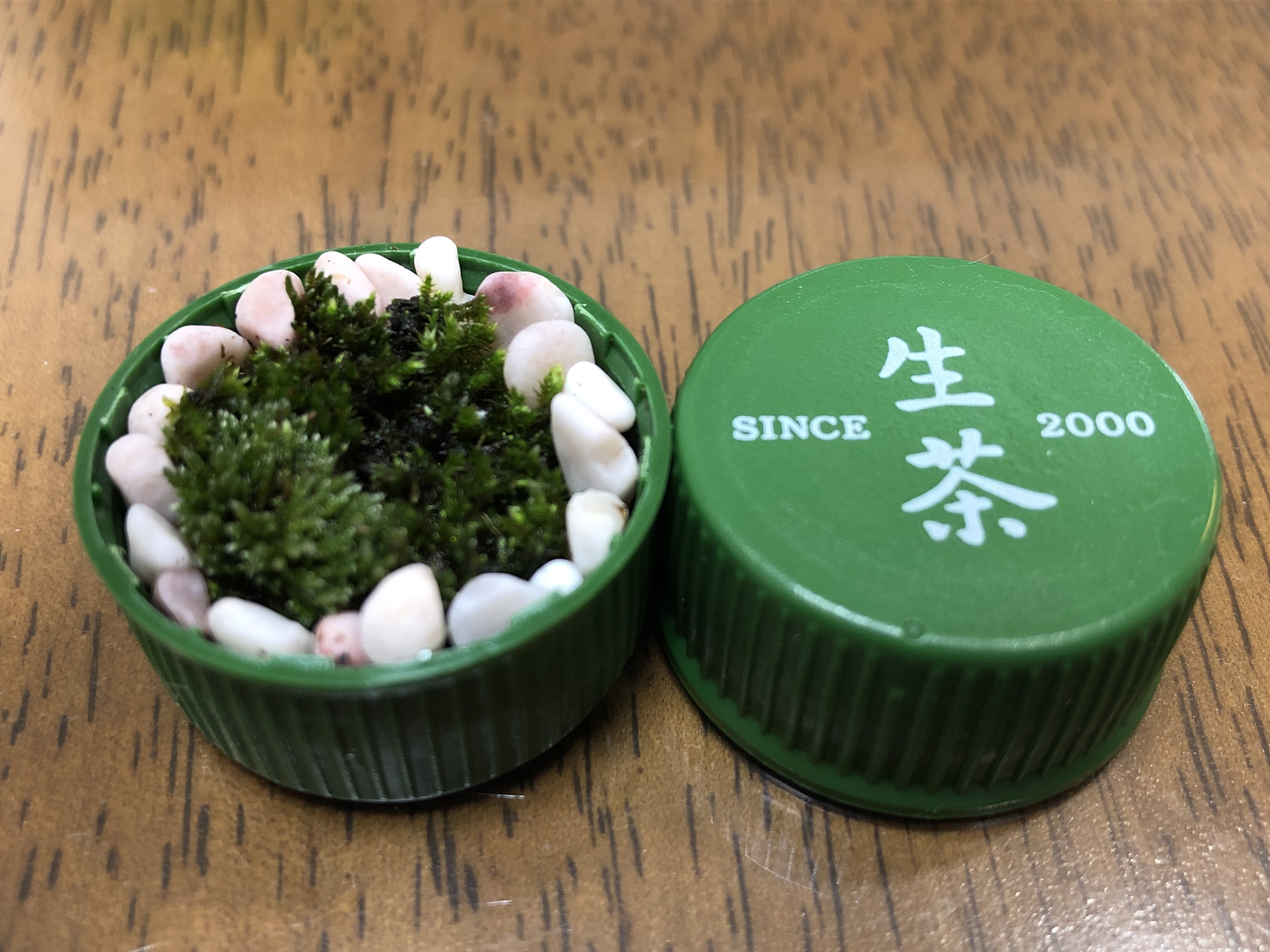 苔と苔ノ助 Moss & Kokenosuke