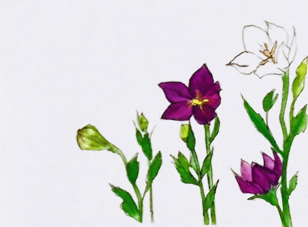 イラストac イラストレーターやっこちゃん として登録 Color Flower 美文字 By彩華