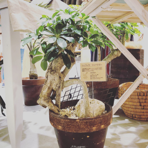 観葉植物メンテナンスにつきまして Style Du Nature 観葉植物メンテナンスにつきまして Style Du Nature