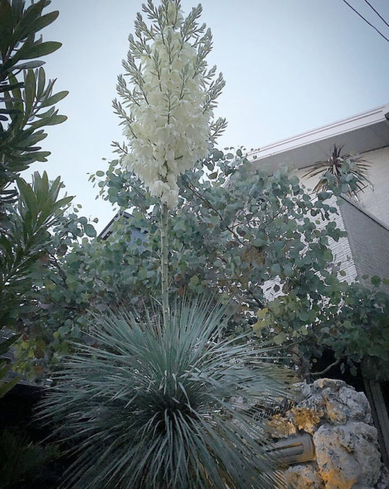 ユッカロストラータ お庭へ植栽 Style Du Nature ユッカロストラータ お庭へ植栽 Style Du Nature