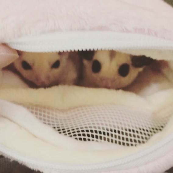 Profile ももんがぽっけ Profile ももんがぽっけ