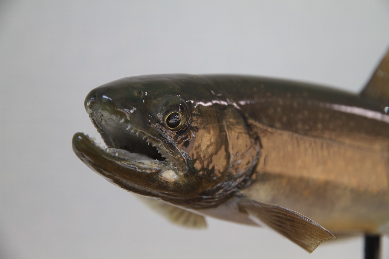 イワナ(尺岩魚)剥製～はくせい～希少1点物 - オブジェ・立体物