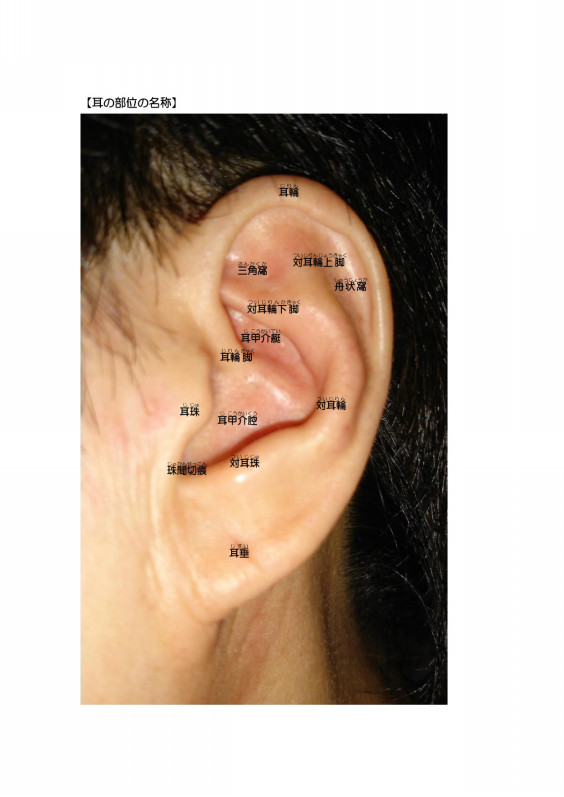 耳つぼ図解 効能 部位名称 つぼ選択 ザ 耳つぼ大阪本店