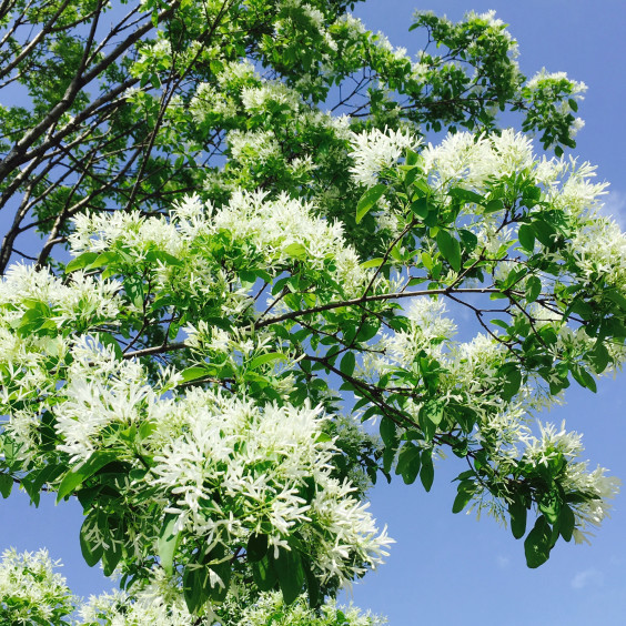 ４月のガーデンにいる白い花 樹の声 花のささやき ーgarden Loverー