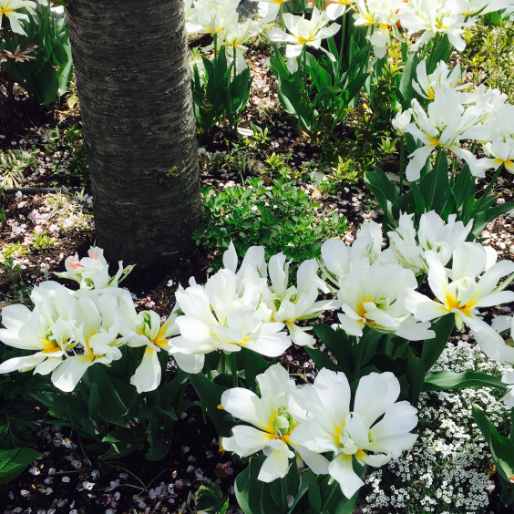 ４月のガーデンにいる白い花 樹の声 花のささやき ーgarden Loverー