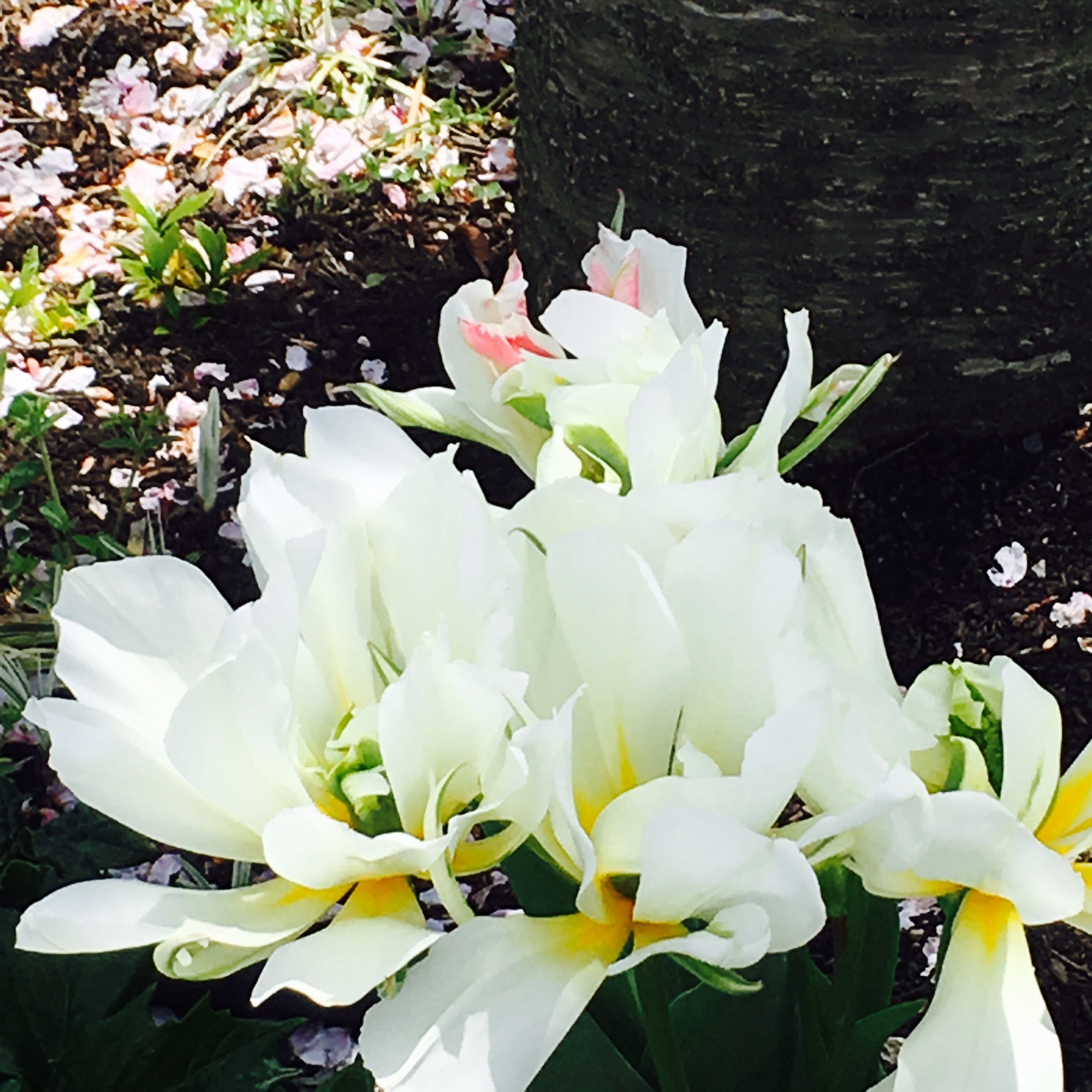 4月のガーデンにいる白い花 | 樹の声、花のささやき ーGarden Loverー