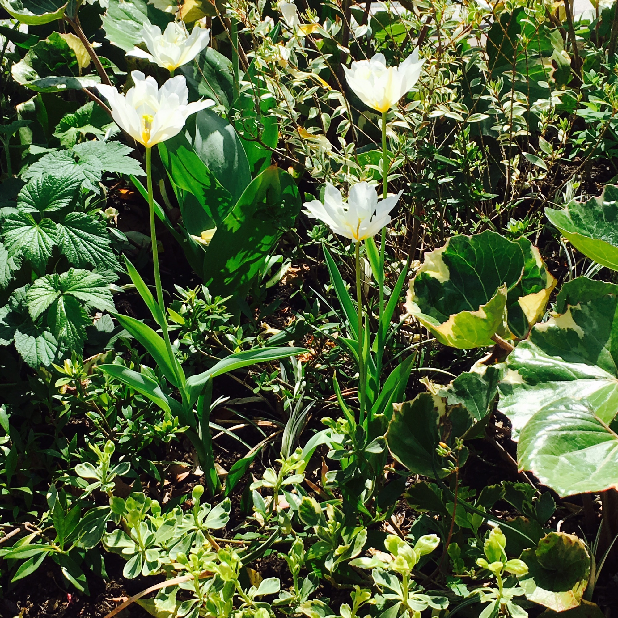 4月のガーデンにいる白い花 | 樹の声、花のささやき ーGarden Loverー
