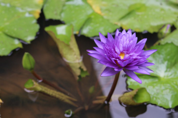 Zipang 4 Tokio 日本初 若しかすると世界初 コロナも顔負け あうたび スリランカオンラインツアー開催 Zipang 4 Tokio