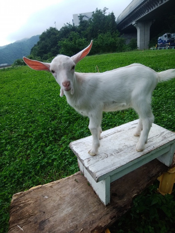 Zipang 4 Tokio ウイズコロナ ポストコロナ 未来の君に 幸せ贈る 自然の花園を添えて 日本の未来都市デザイン ４ 寄稿文 林 英光 Zipang 4 Tokio