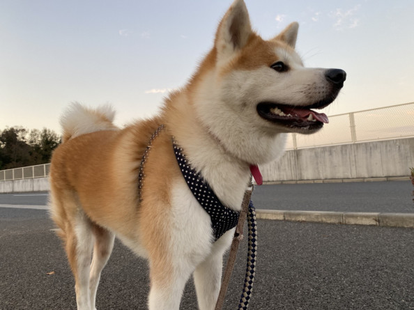 Kabazooの仲間たち Kabazoo 公式サイト Kabazooの仲間たち Kabazoo 公式サイト