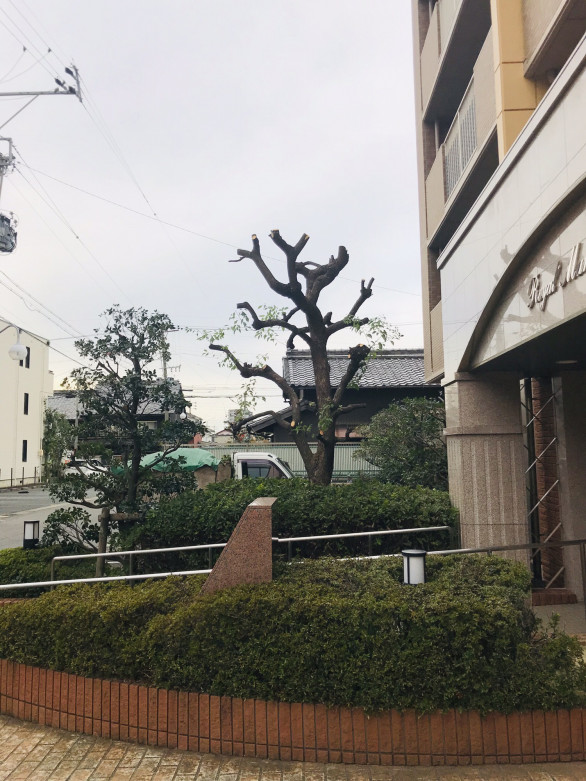 樹木の剪定 庭のお手入れ 辰乃原園 にわはら 樹木の剪定 庭のお手入れ 辰乃原園 にわはら