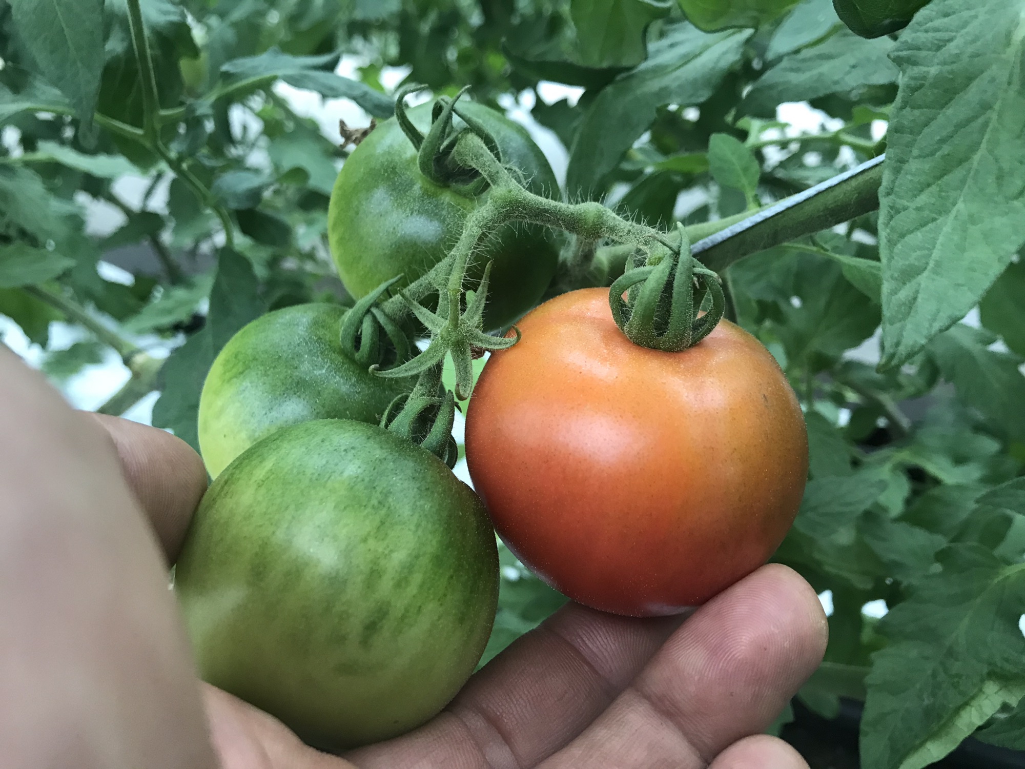 案内 まっちゃん農園