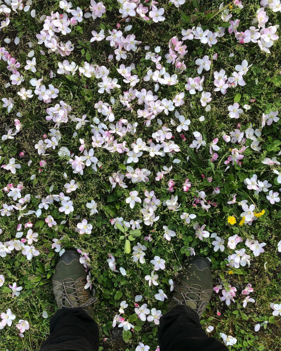 りんごの花 散る まかなえ果樹園