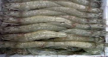 Naturel Sea Tiger Shrimp And Other Products ｈｏｒｉｚｏｎ ｅｎｔｅｒｐｒｉｓｅｓ