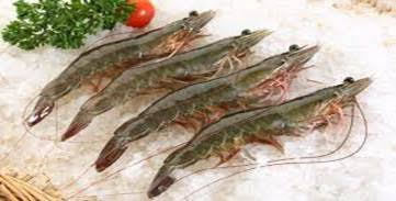Naturel Sea Tiger Shrimp And Other Products ｈｏｒｉｚｏｎ ｅｎｔｅｒｐｒｉｓｅｓ